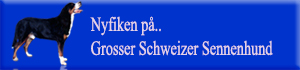 Grosser schweizer sennen